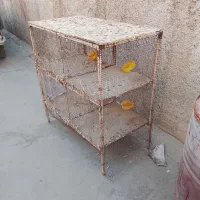 کبوتر