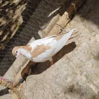 کفتر|پرنده|گلبهار, شهر جدید گلبهار|دیوار