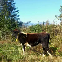 گاو یا گوساله ماده چالوسی تیپ دار ۴ ماهه لیشه|حیوانات مزرعه|گوراب زرمیخ, |دیوار