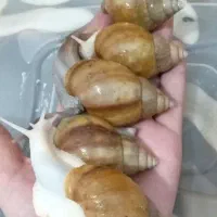 فروش حلزون طبی|خزنده|محمدشهر, همایون ویلا|دیوار