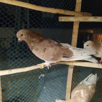 نر سرور