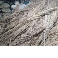 پیش خرما ، پیش نخل  ، برگ  خرما ، سایبان  کپر