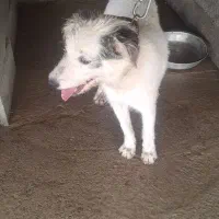 واگزاری توله سگ نگهبان