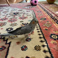 عروس هلندی