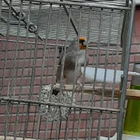 سهره نر کرمانی