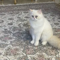 پرشین اصیل