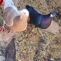 کفتر|پرنده|سربیشه, |دیوار