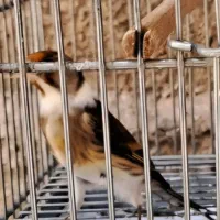 سهره قناری نشوندار