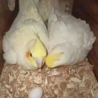 عروس هلندی لوتینو مولد|پرنده|مشهد, سیسآباد|دیوار