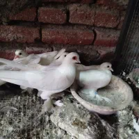 جوجه قرمز گوز