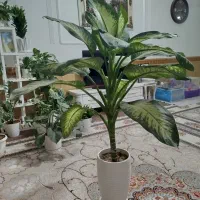 گل دیفن باخیا|گل و گیاه طبیعی|نیشابور, شهید بهشتی|دیوار