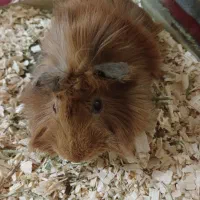 خوکچه هندی|موش و خرگوش|ری, سیزده آبان|دیوار