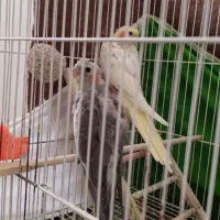 جوجه عروس هلندی