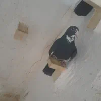 نر سیاه پلنگ|پرنده|زرند, |دیوار