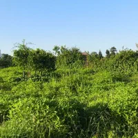 فروش زمین اکازیون در رامسر