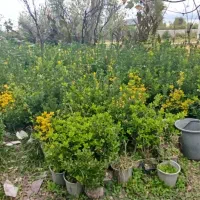 شمشاد گلدان|گل و گیاه طبیعی|سنگر, |دیوار