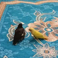 کوتوله ماده دو سه کلمه هم صحبت میکنه تازگیا