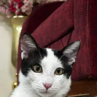 گربه dsh|گربه|تهران, مهرآباد|دیوار