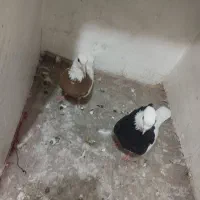 کبوتر
