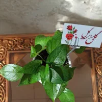 فروش گیاه با گلدان سرامیکی مناسب کادو