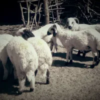 بره پرواری