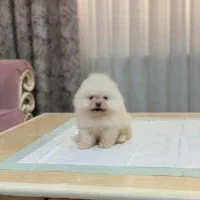 پامرانین سفید|سگ|رشت, لاکانی|دیوار