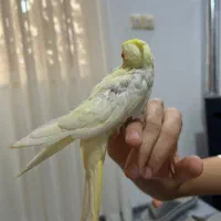 عروس هلندی لوتینو و آهویی|پرنده|کلاردشت, |دیوار