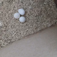 عروس هلندی تخم گذار|پرنده|بهبهان, |دیوار