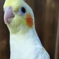 جوجه عروس هلندی