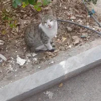 گربه پیدا شده