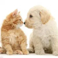 واکسن و چکاپ