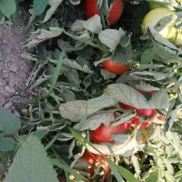 کوجه‌|خوردنی و آشامیدنی|میاندوآب, |دیوار