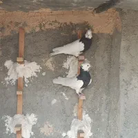 کبوتر طوقی