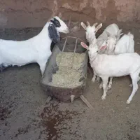 بز پاکستانی و سانا|حیوانات مزرعه|یزد, |دیوار