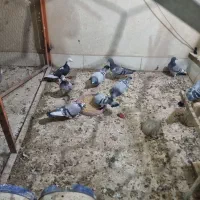 پلاکی مسافتی|پرنده|خمینیشهر, |دیوار