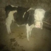 ۲ عدد گاوه ابستن جوان سرحال|حیوانات مزرعه|سرفاریاب, |دیوار