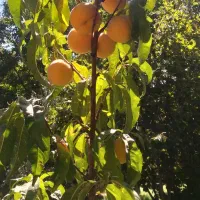 باغ درمسیر کندوان اسکو|فروش خانه و ویلا|اسکو, |دیوار