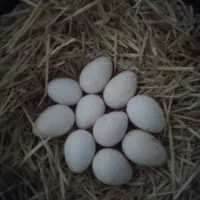 تخم بوغلمون نژاد بروبون