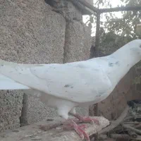 سه تا کبوتر|پرنده|آشخانه, |دیوار