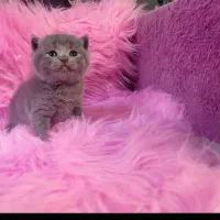 بریتیش کوچولوهای جذاب