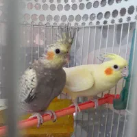 جوجه عروس هلندی|پرنده|مشهد, چهنو|دیوار