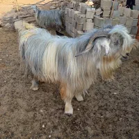 بز شهرکرد اصیل بختیاری ذات داره