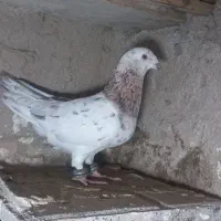 کبوتر درشت نر