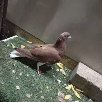 کفتر بهبونی|پرنده|مرودشت, ثبت احوال|دیوار