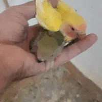 انواع پرنده ‌مرغ‌عشق کوتوله‌عروس متو قناری‌گرینچیک|پرنده|سراوان, |دیوار