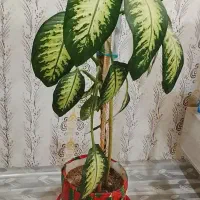 گل دیفن باخیا فروشی