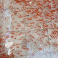 ماهی  شب عید عمده