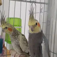 عروس هلندی مولد
