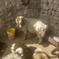 فروش نرمییش چاق و چاق جوان
