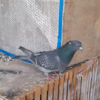 کفتر|پرنده|خمینی‌شهر, |دیوار